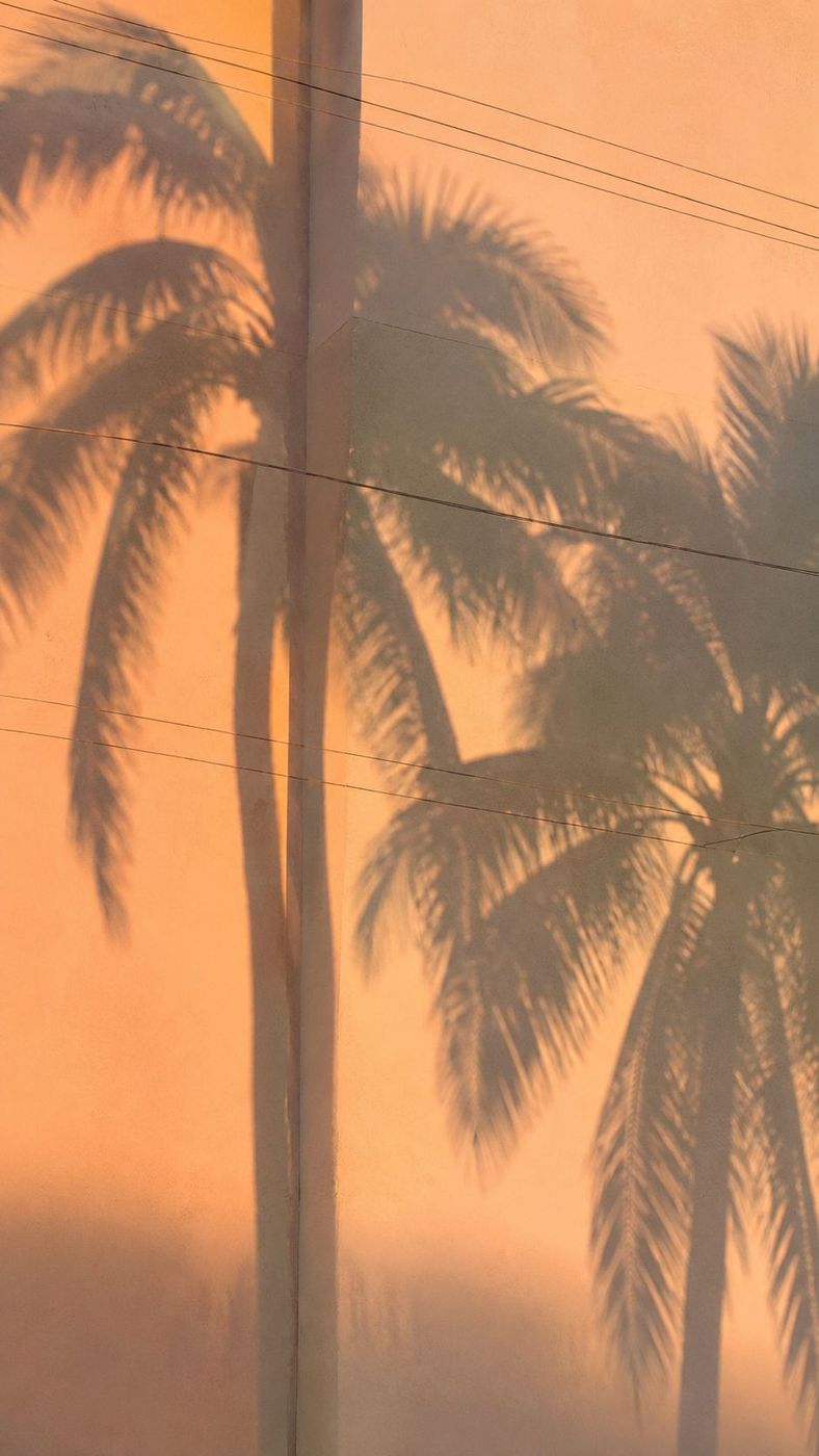 Ombres de palmiers sur un mur orange au soleil couchant